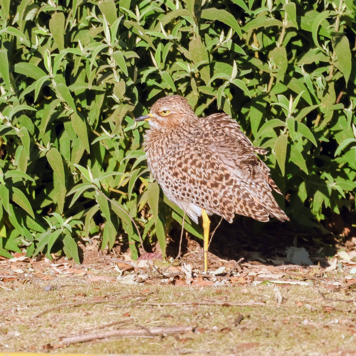 Spotted Thick-knee - ML637969281