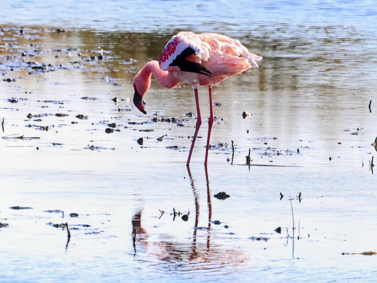 Lesser Flamingo - ML637969298