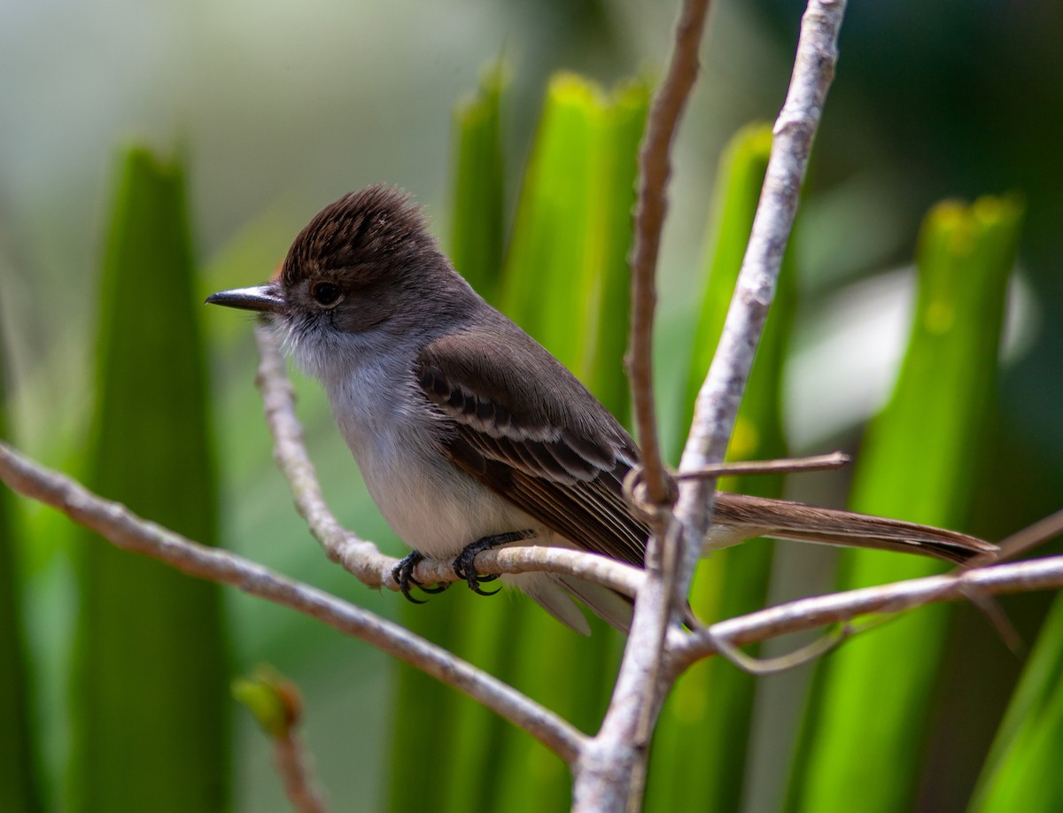 La Sagra's Flycatcher - ML637969332