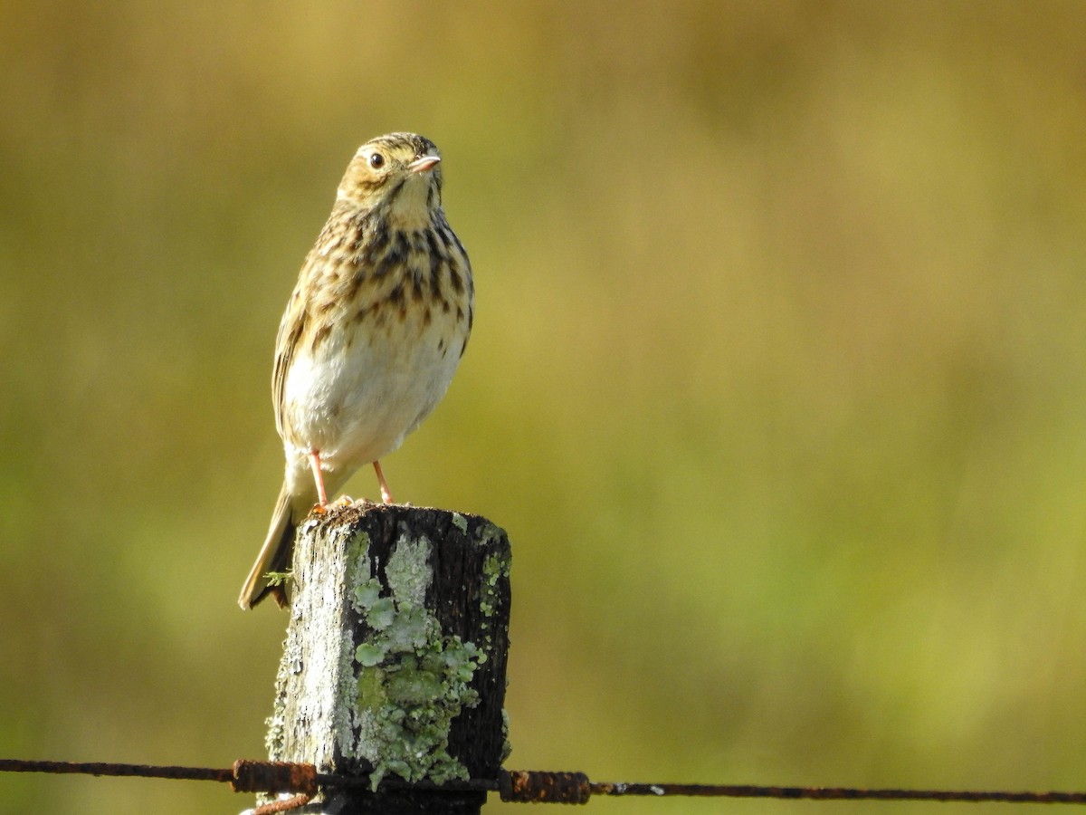 Short-billed Pipit - ML637969373