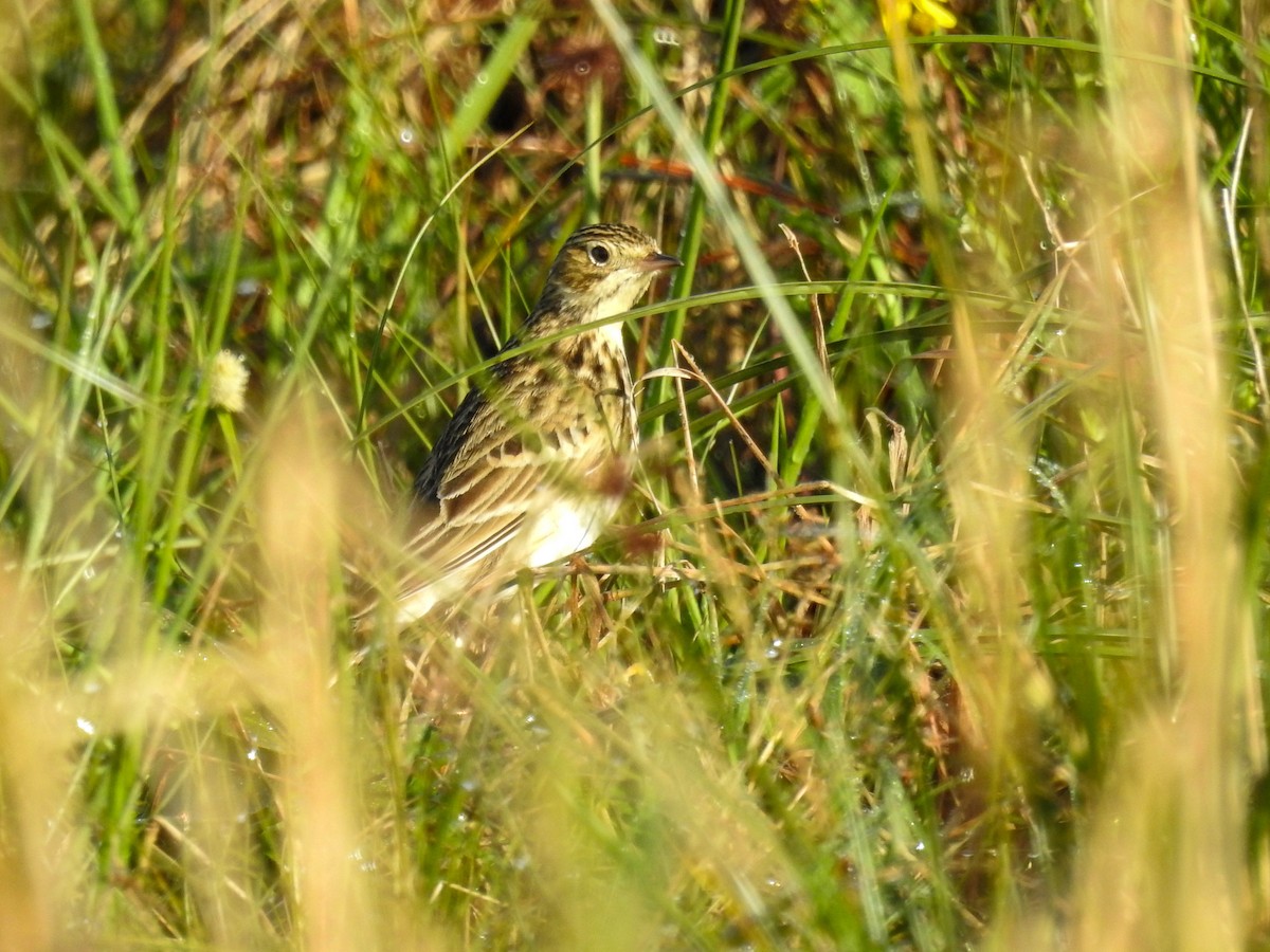 Short-billed Pipit - ML637969374
