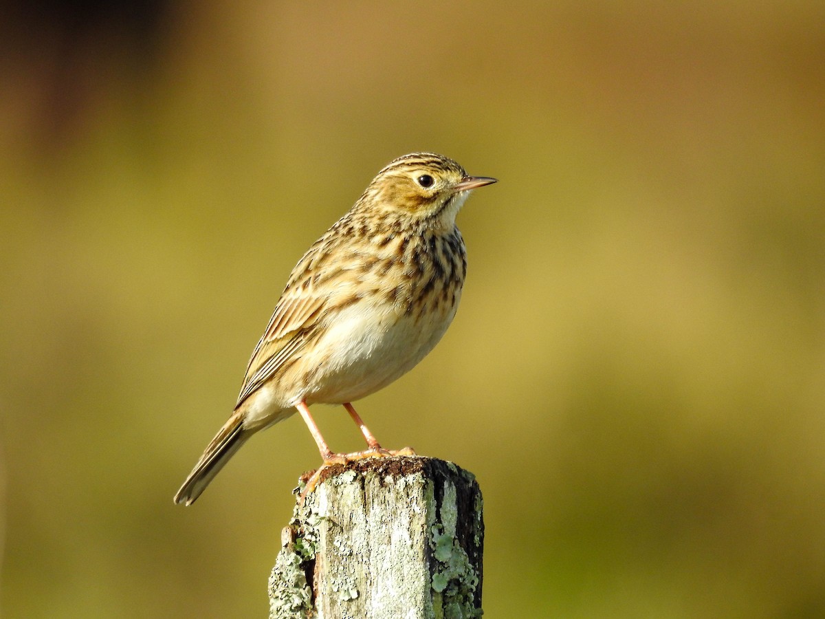 Short-billed Pipit - ML637969375
