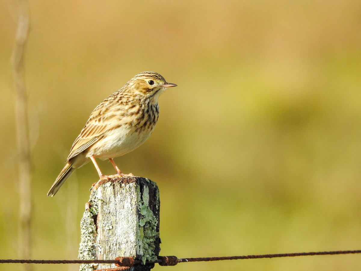 Short-billed Pipit - ML637969376