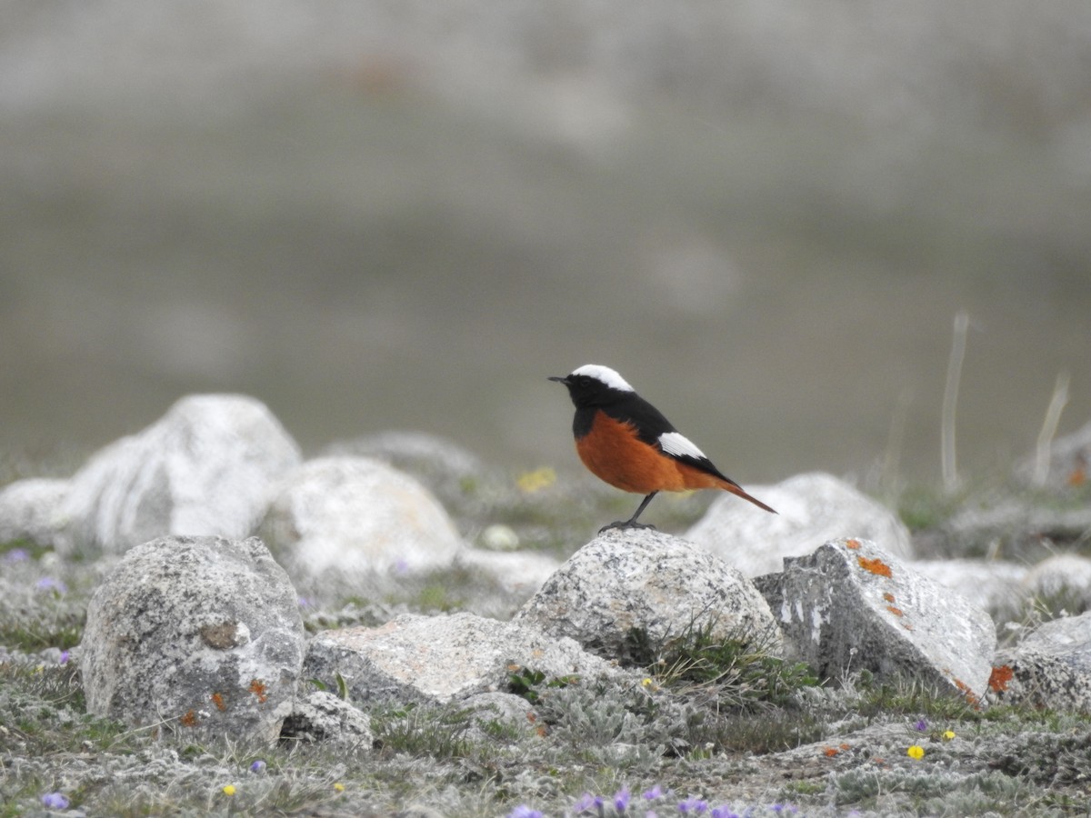 White-winged Redstart - ML637969377