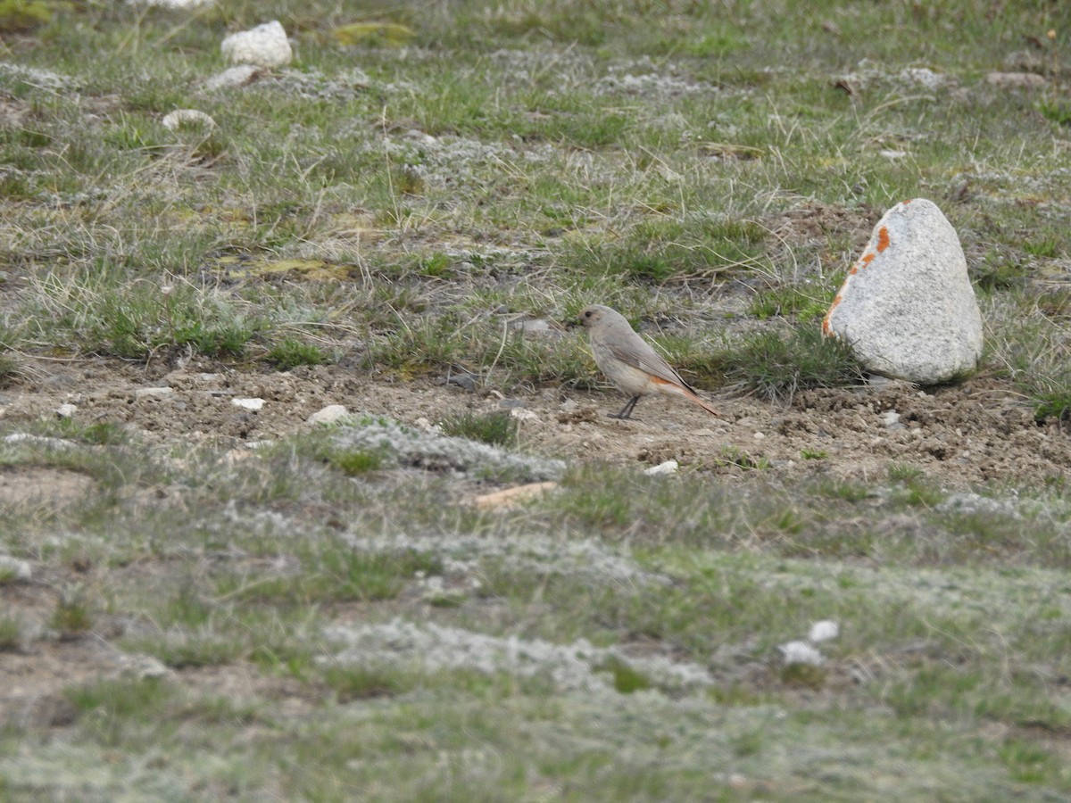 White-winged Redstart - ML637969378