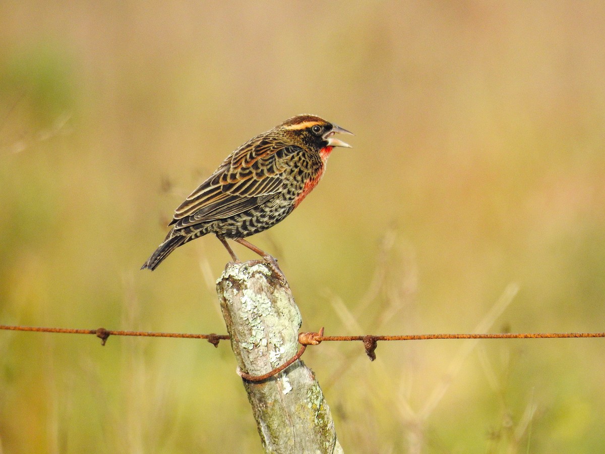 White-browed Meadowlark - ML637969407