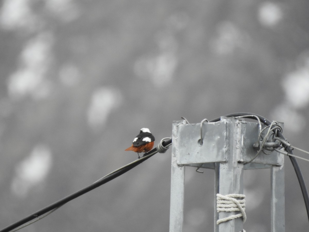 White-winged Redstart - ML637969436