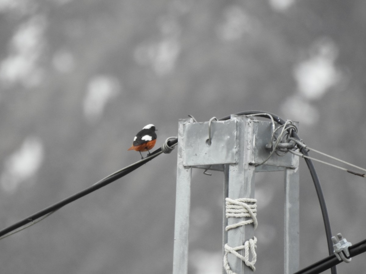 White-winged Redstart - ML637969437