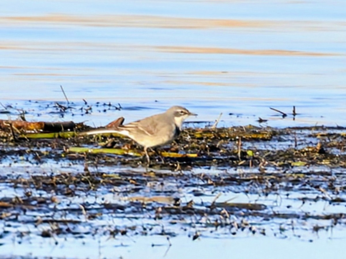 Cape Wagtail - ML637969438