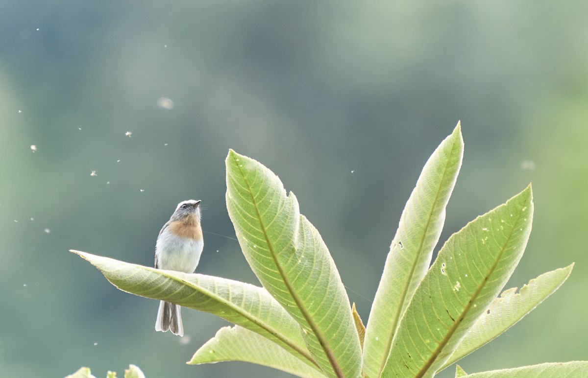 Rufous-breasted Chat-Tyrant - ML637969457