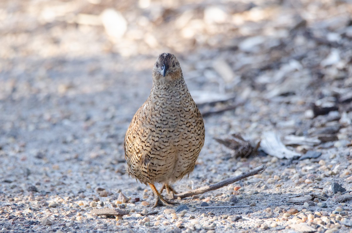 Brown Quail - ML637969467