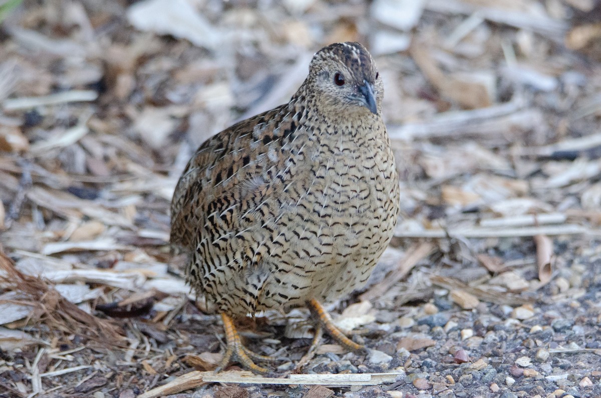 Brown Quail - ML637969468