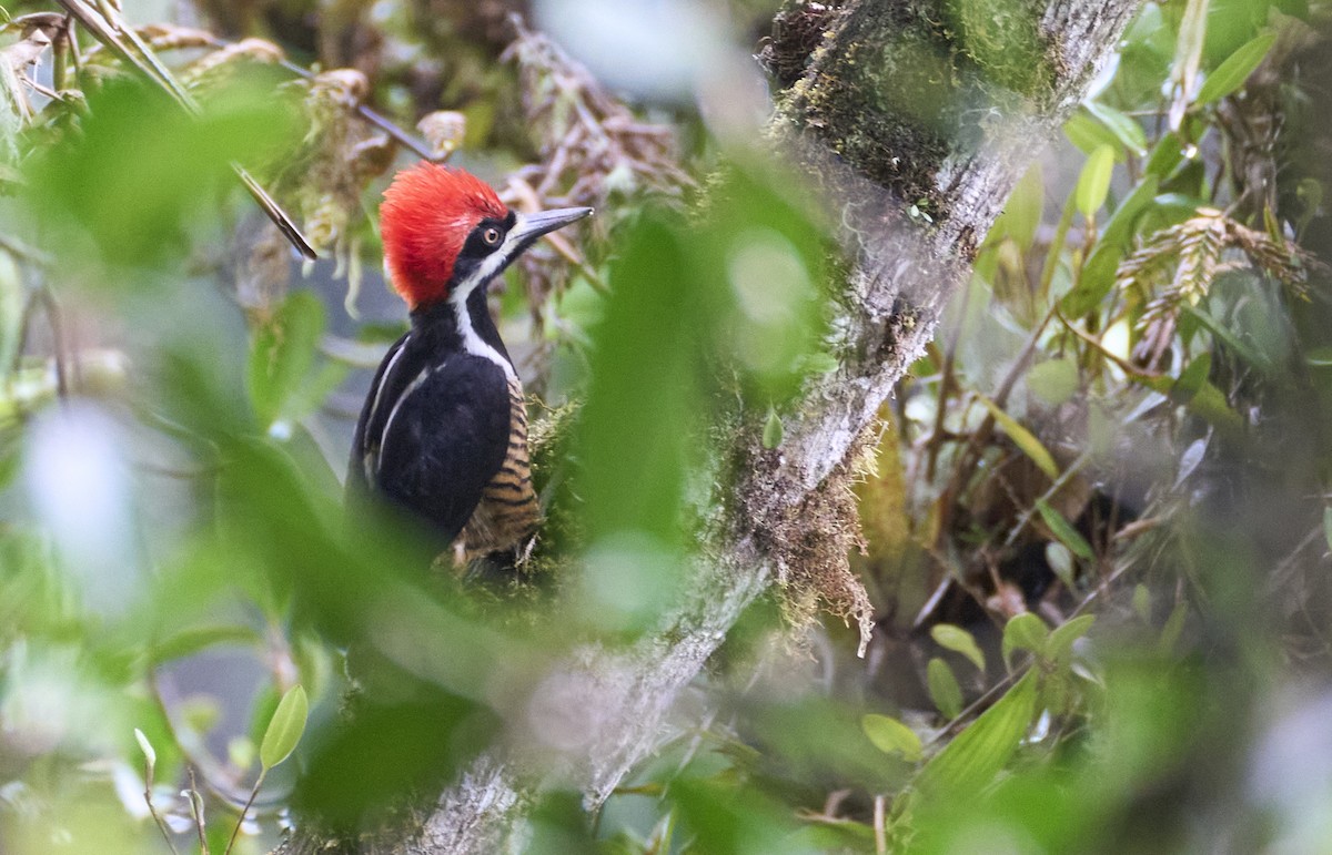 Powerful Woodpecker - ML637969480