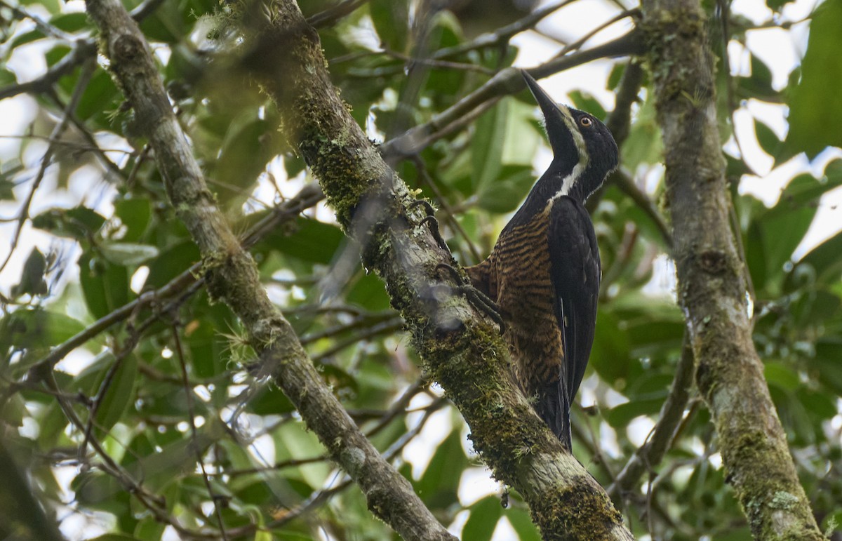 Powerful Woodpecker - ML637969481