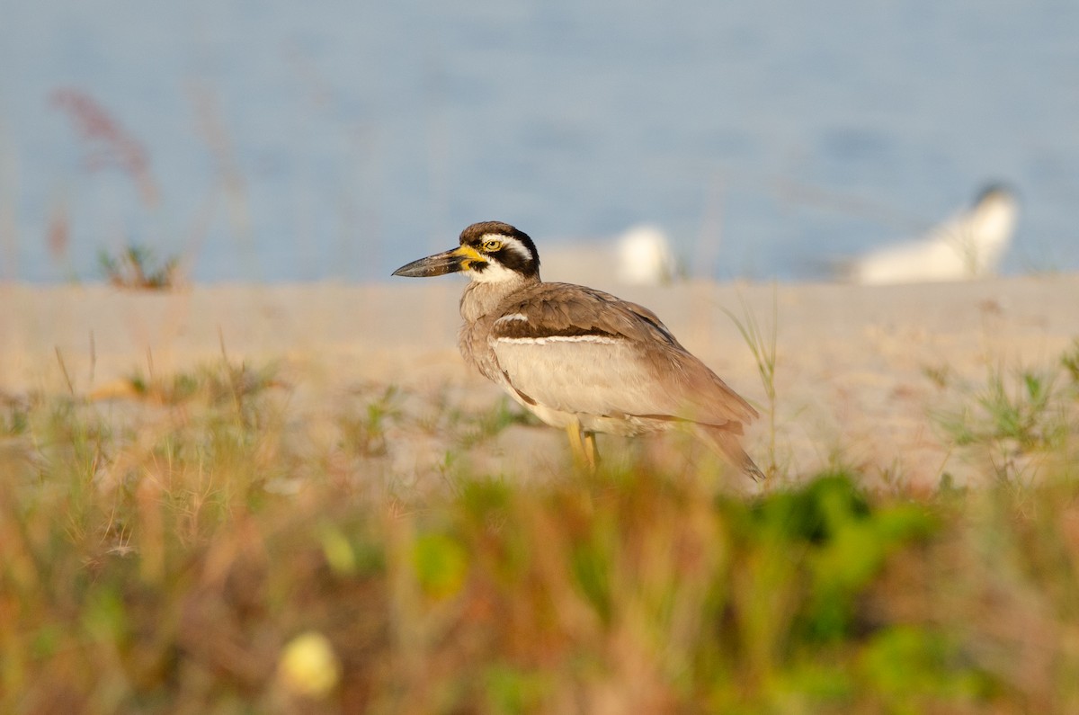 Beach Thick-knee - ML637969489