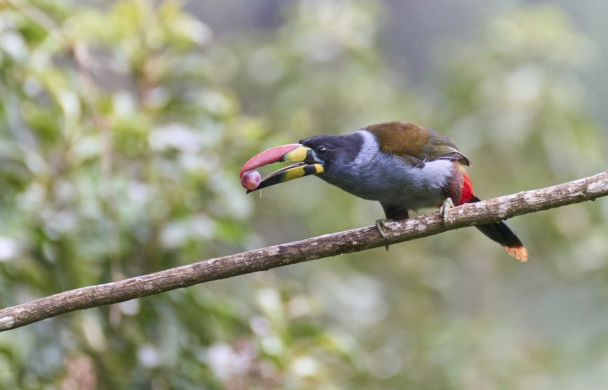 Gray-breasted Mountain-Toucan - ML637969503