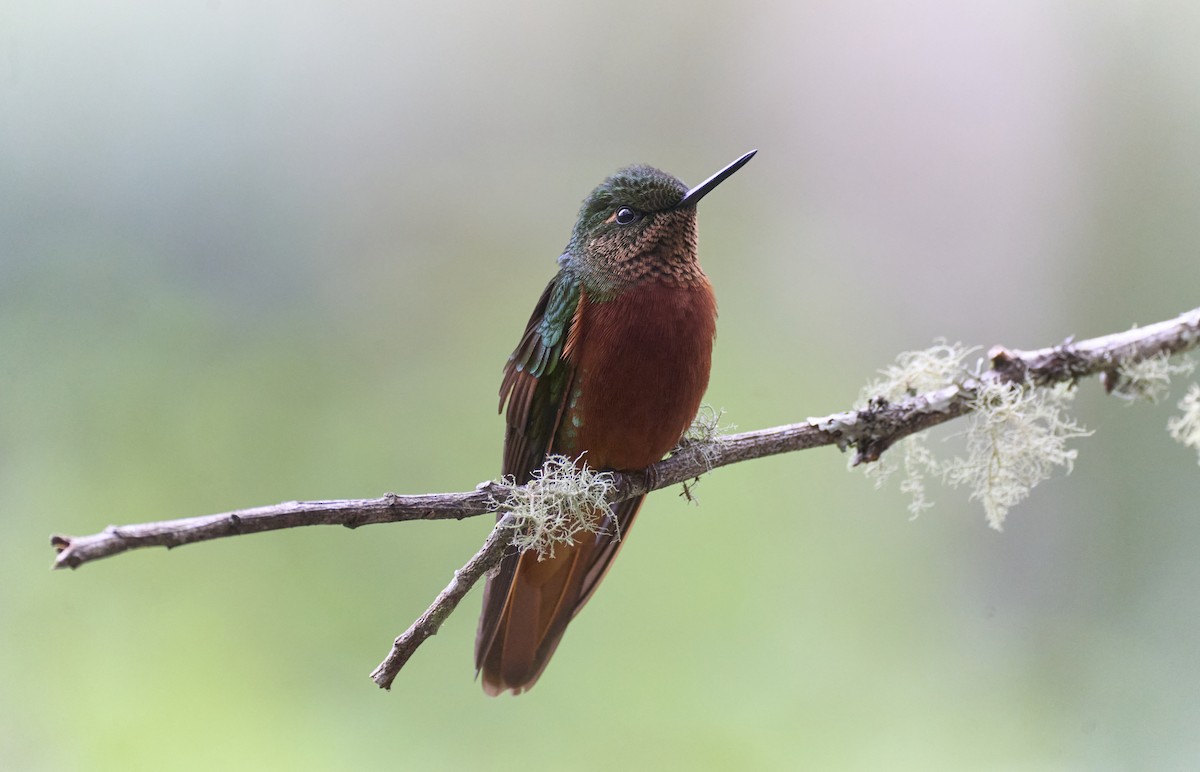 Chestnut-breasted Coronet - ML637969526