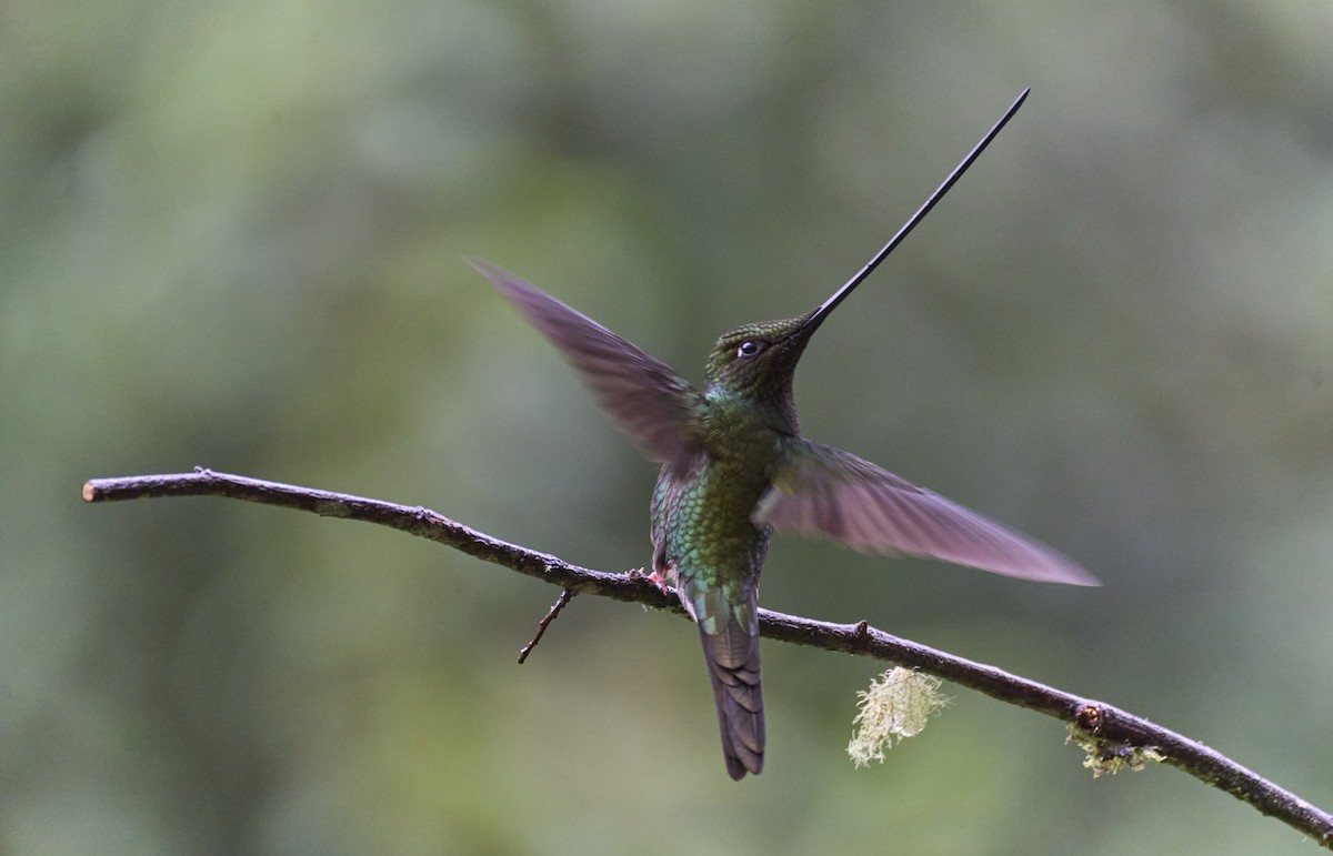 Sword-billed Hummingbird - ML637969533