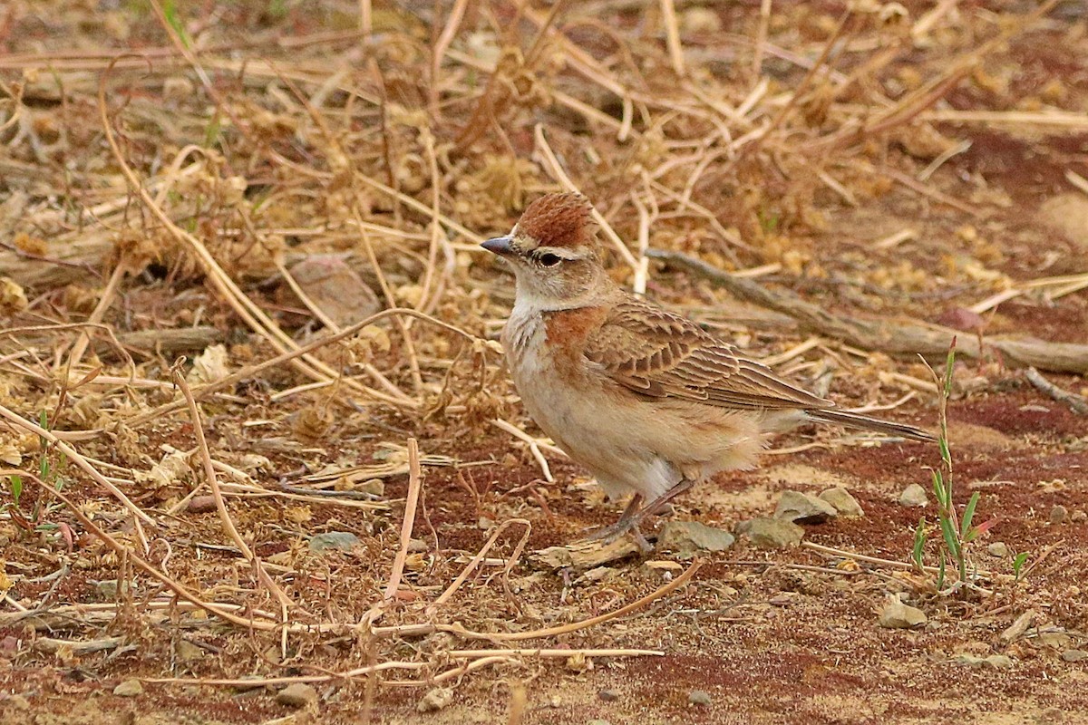 Red-capped Lark - ML637969541