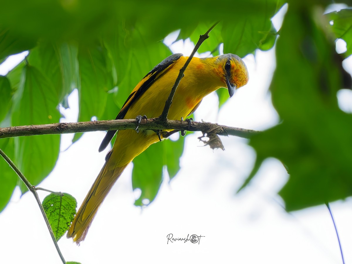 Kırmızı Minivet - ML637969543