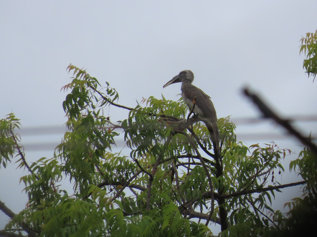 Indian Gray Hornbill - ML637969580