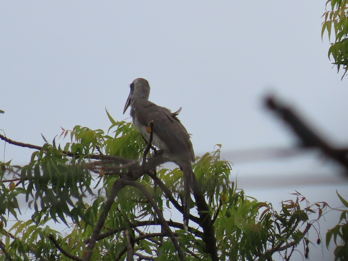 Indian Gray Hornbill - ML637969581