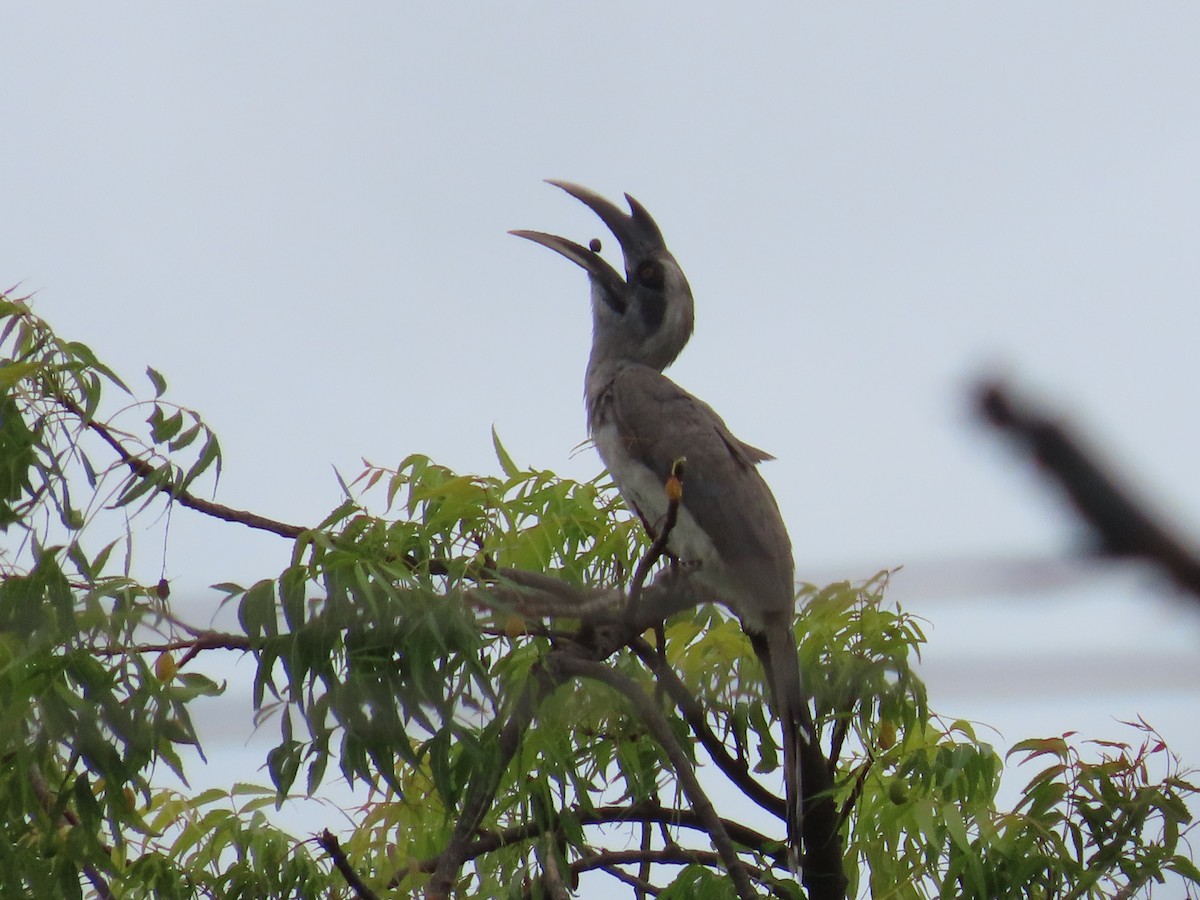 Indian Gray Hornbill - ML637969582