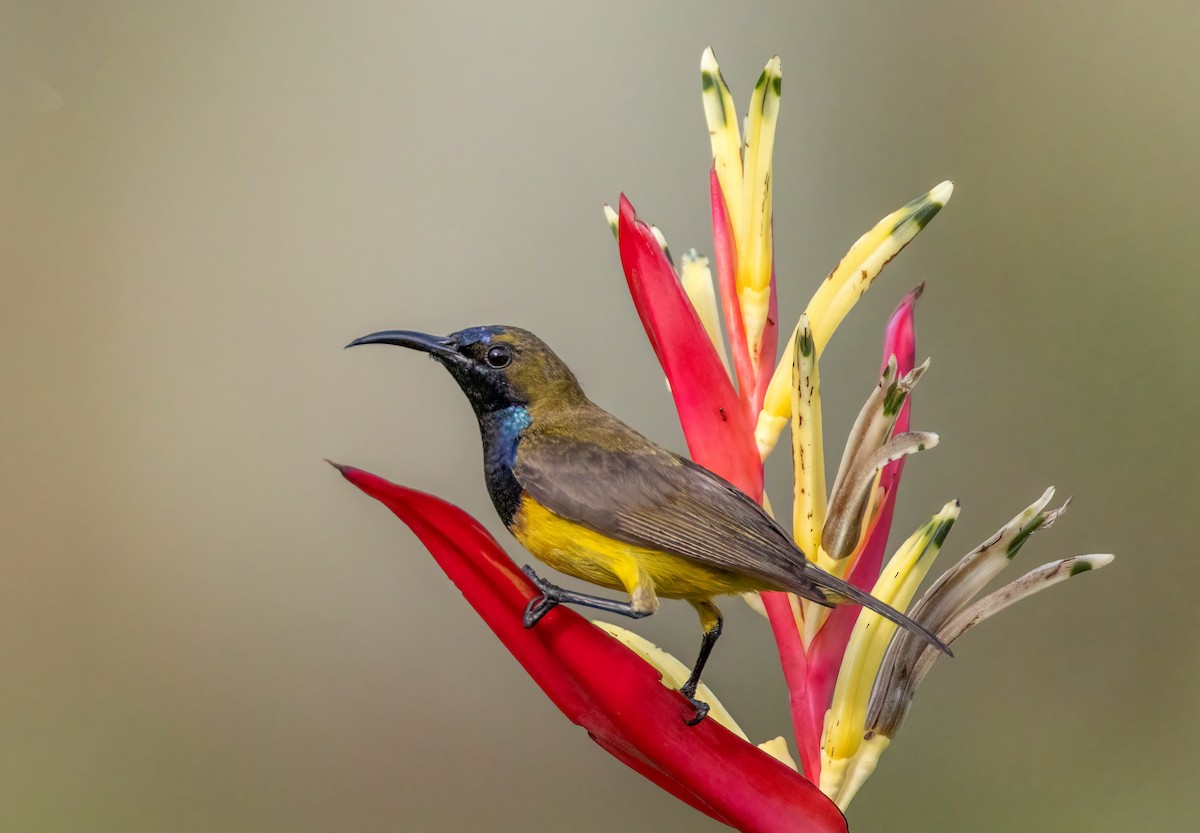 Ornate Sunbird - sheau torng lim