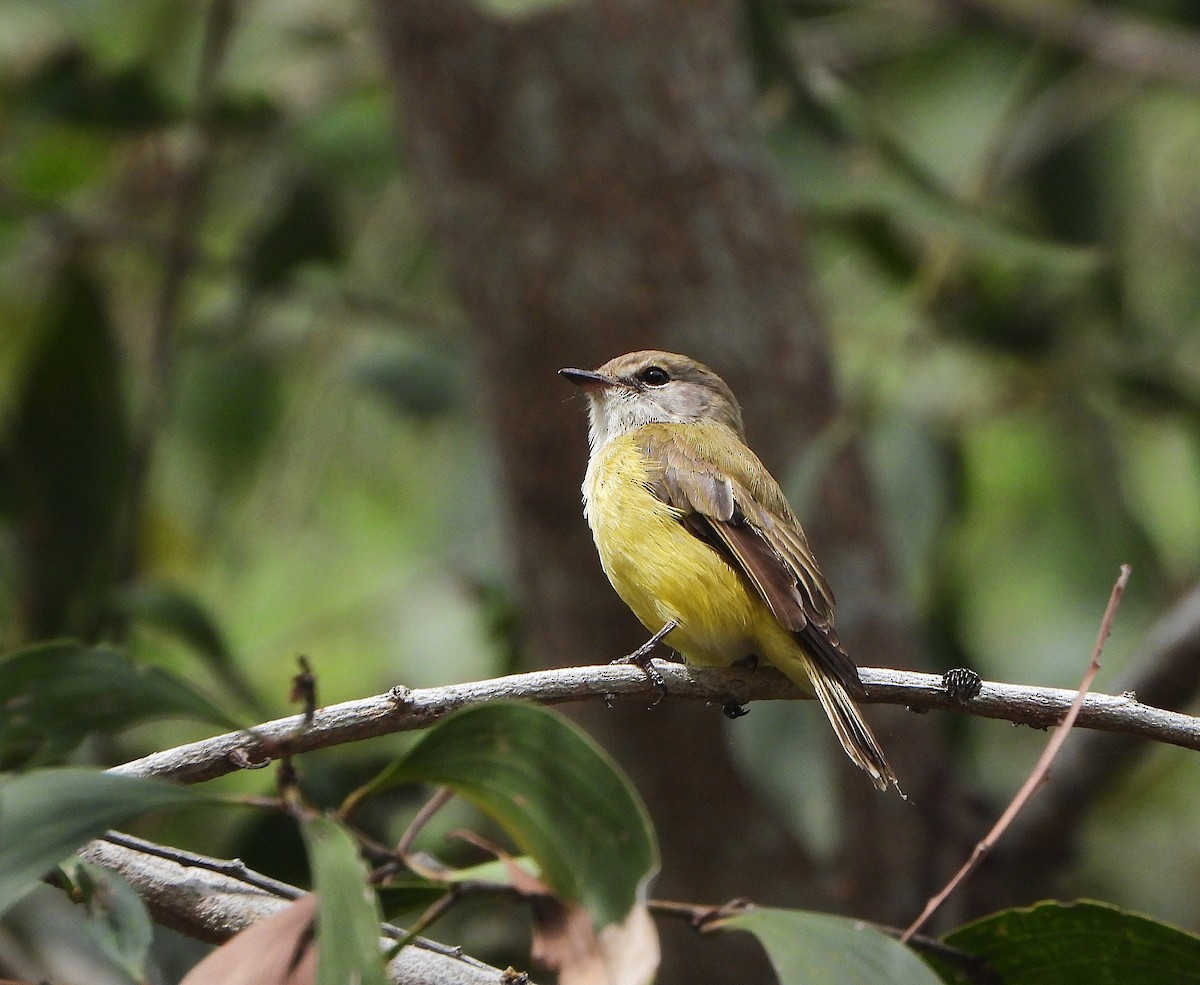 Lemon-bellied Flyrobin - ML637969650