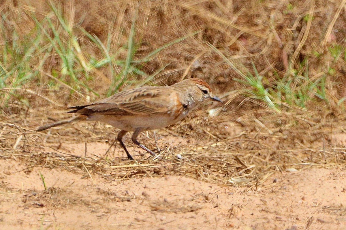 Red-capped Lark - ML637969653