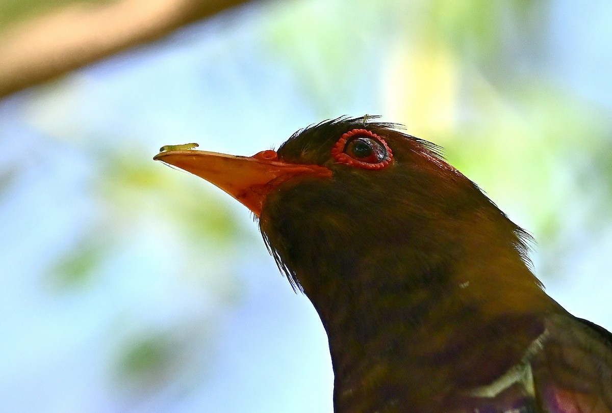 Violet Cuckoo - ML637969659