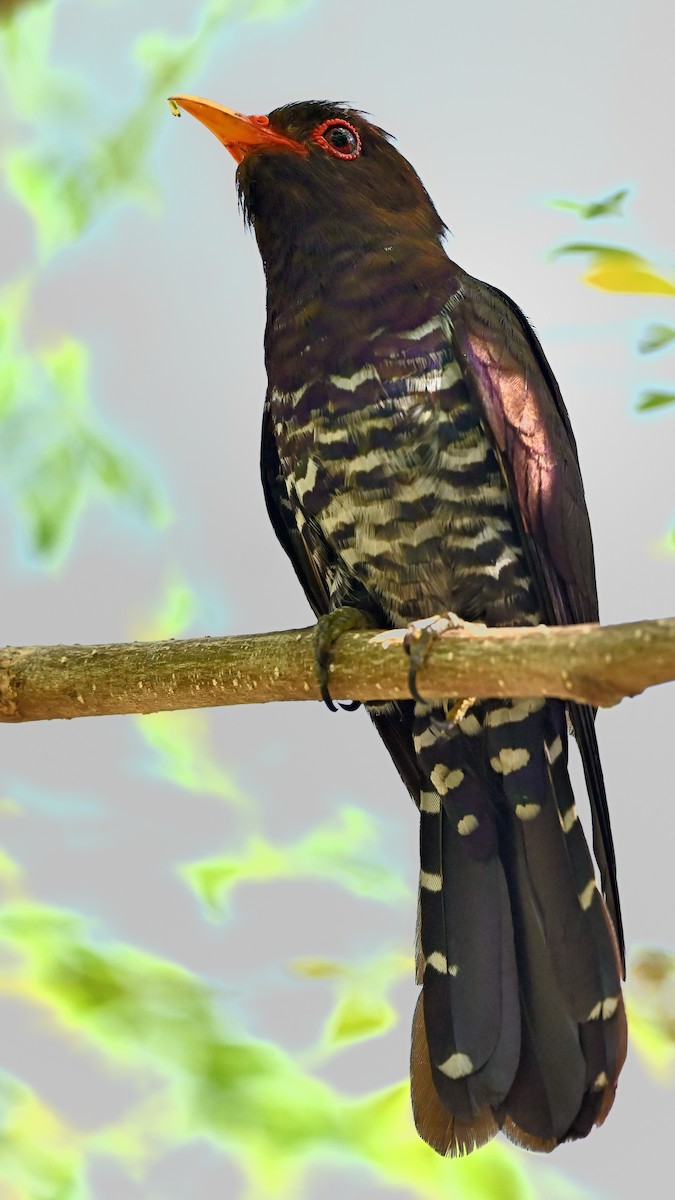 Violet Cuckoo - ML637969669