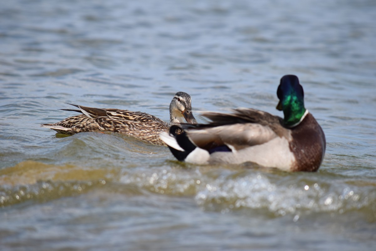 Canard colvert - ML637969673