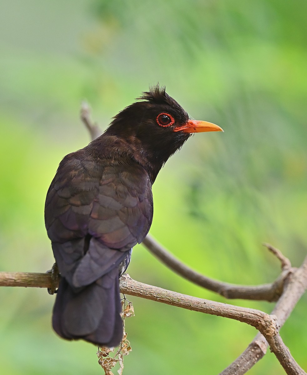 Violet Cuckoo - ML637969675