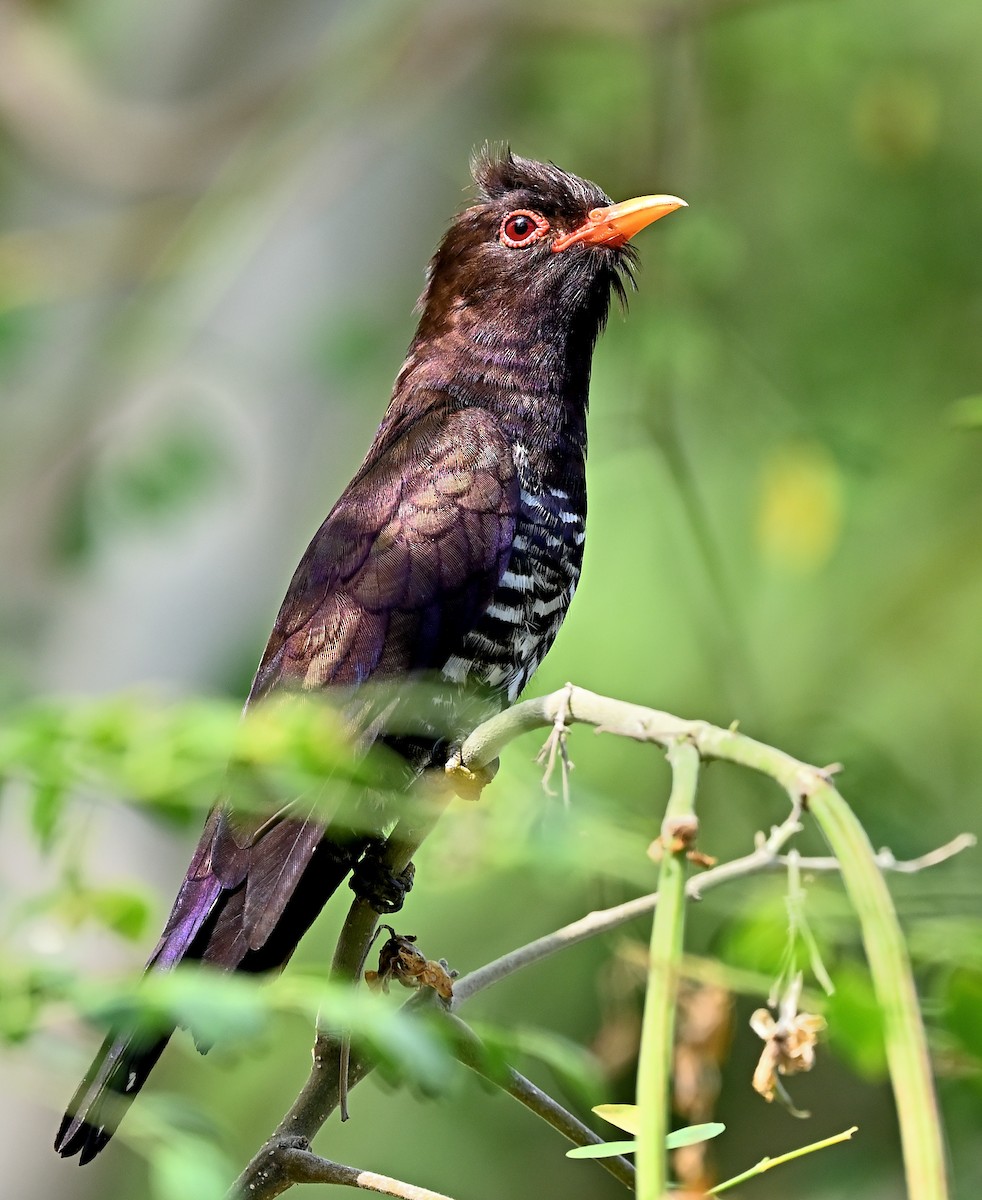 Violet Cuckoo - ML637969676