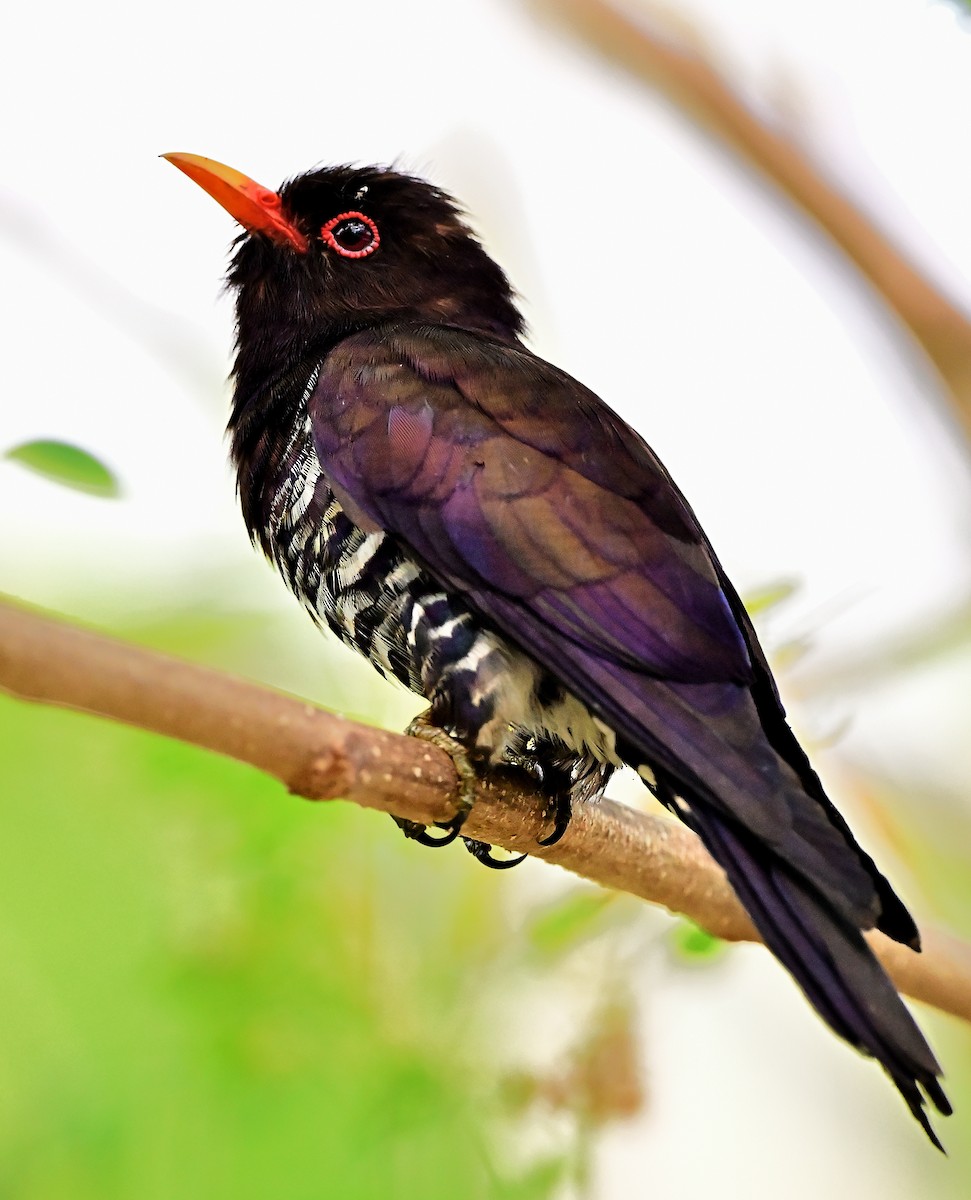 Violet Cuckoo - ML637969677
