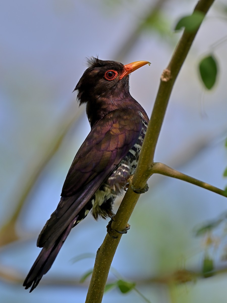Violet Cuckoo - ML637969678