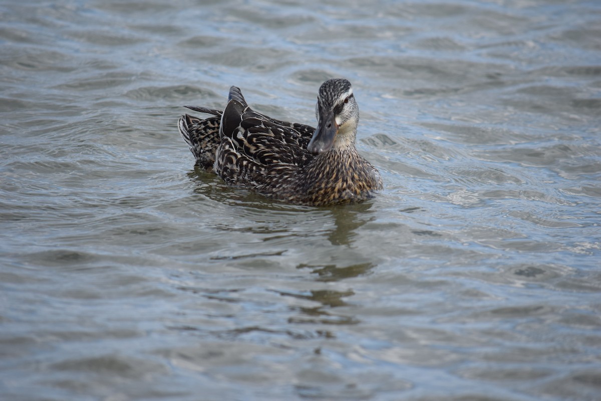 Canard colvert - ML637969685