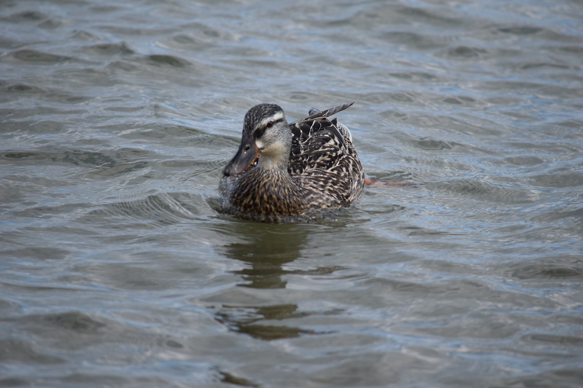 Canard colvert - ML637969686