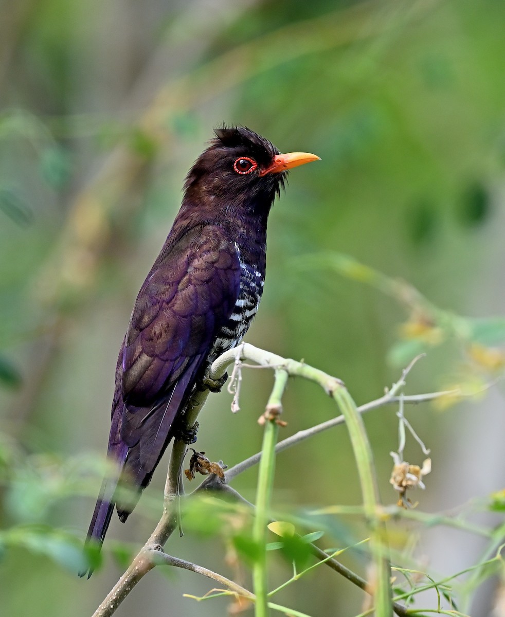 Violet Cuckoo - ML637969689
