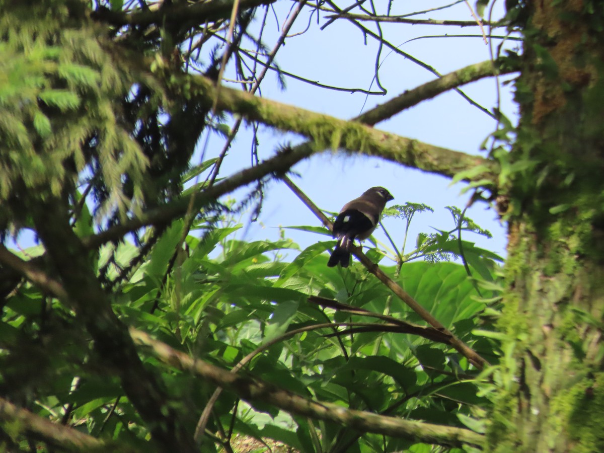 Brown Bullfinch - ML637969699