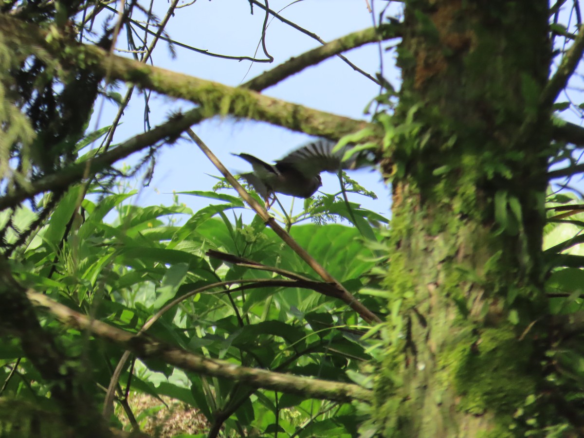 Brown Bullfinch - ML637969700