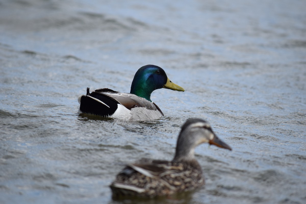 Canard colvert - ML637969705