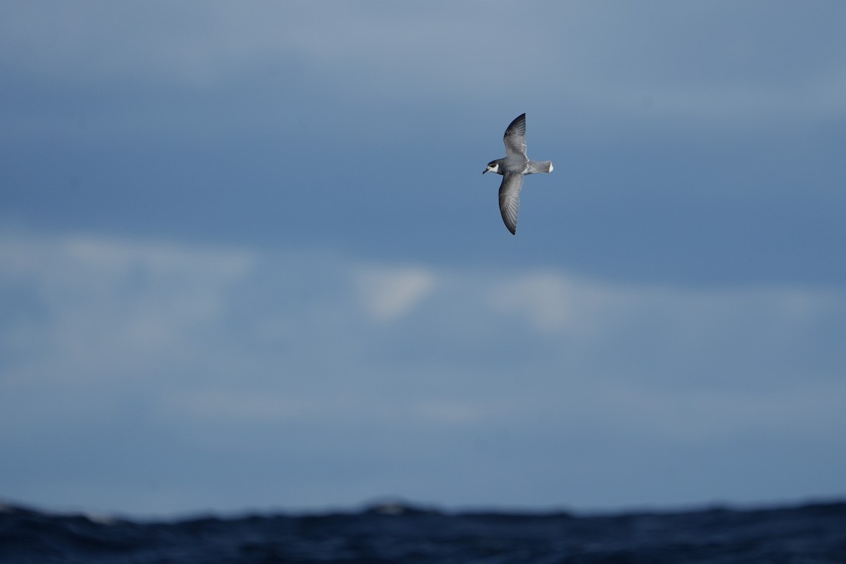 Blausturmvogel - ML637969735
