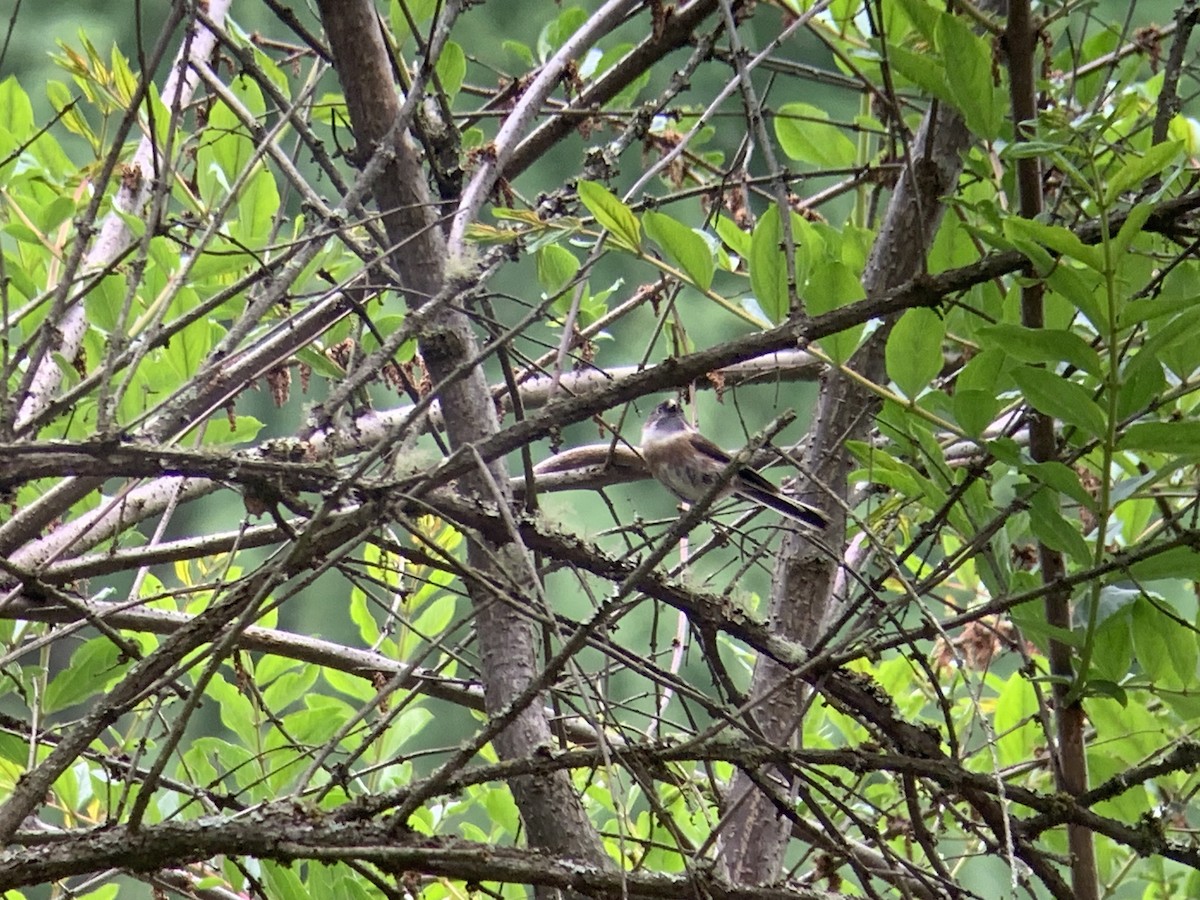 Sooty Tit - ML637969769