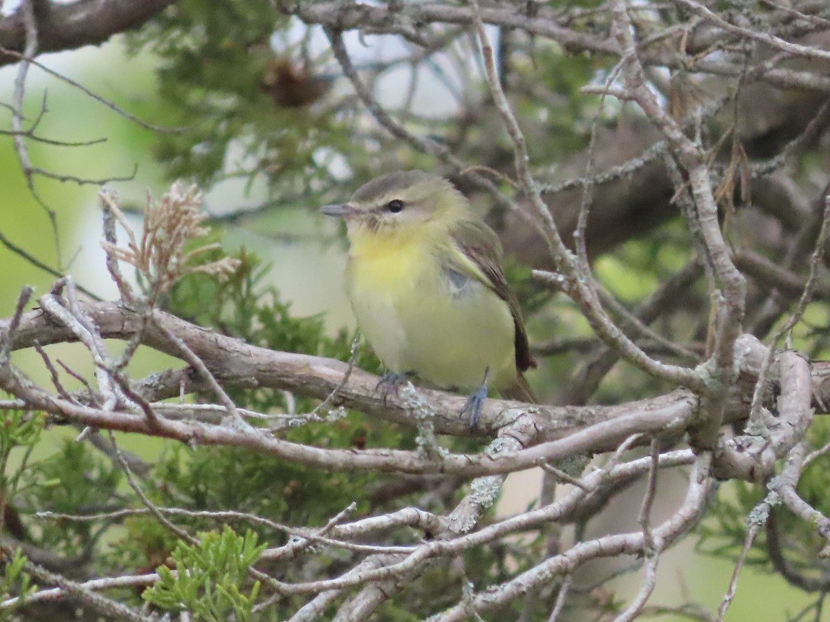 Philadelphia Vireo - ML637969774
