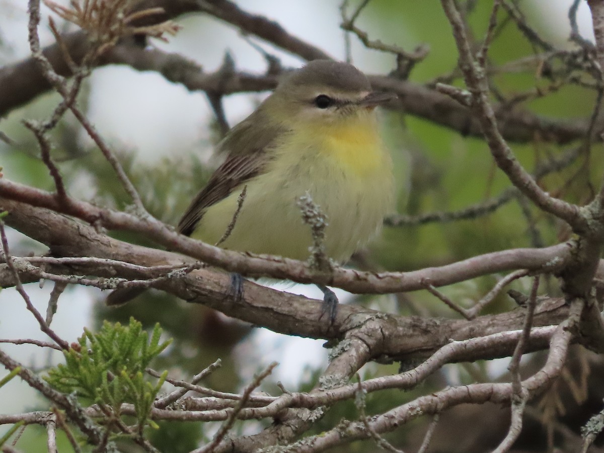 Philadelphia Vireo - ML637969776