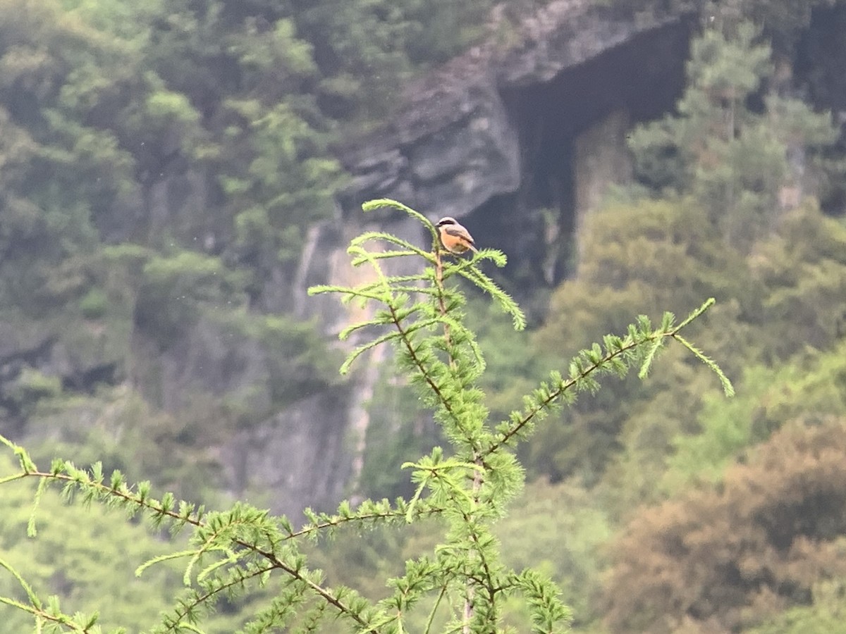 Gray-backed Shrike - ML637969815