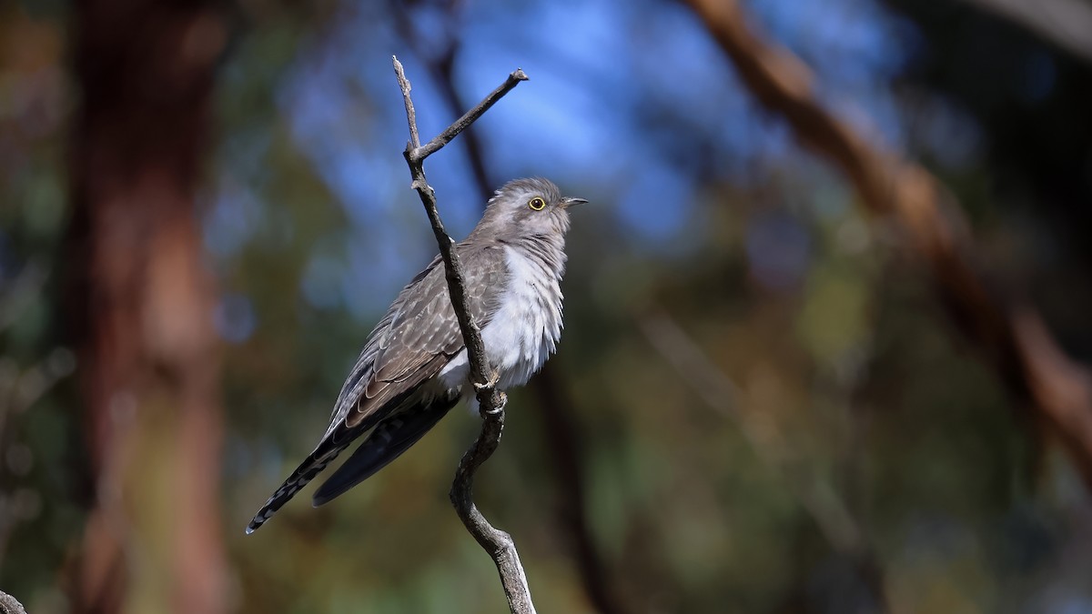 Pallid Cuckoo - ML637969842