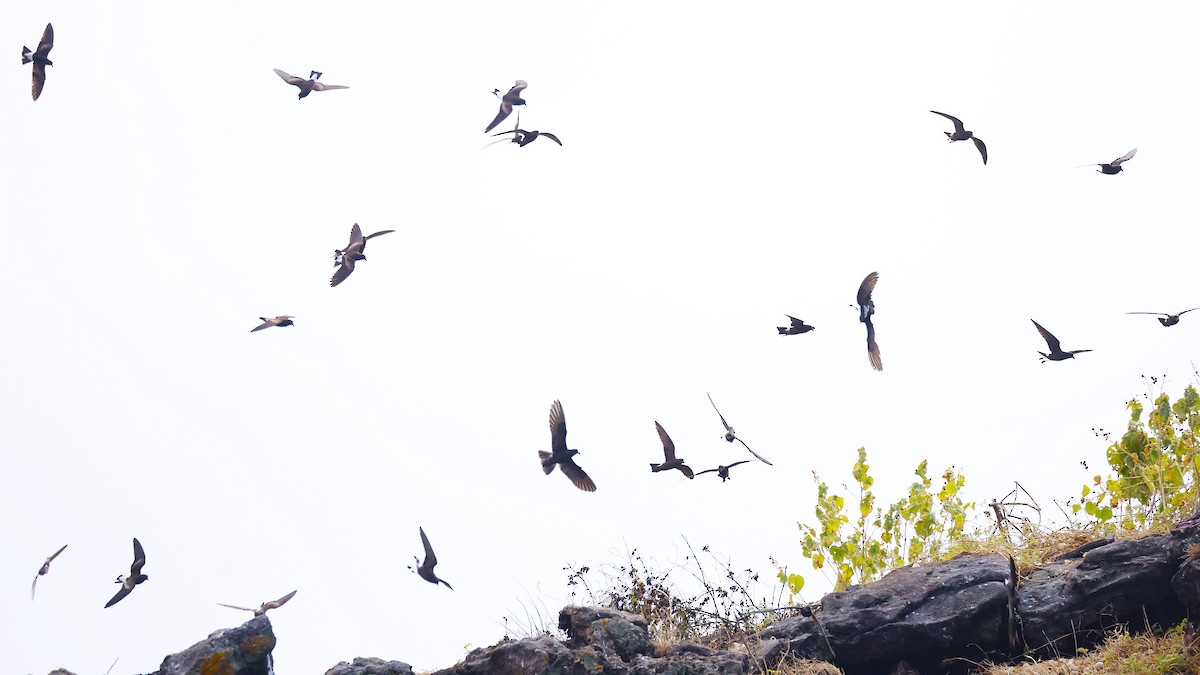 Wedge-rumped Storm-Petrel - ML637969844